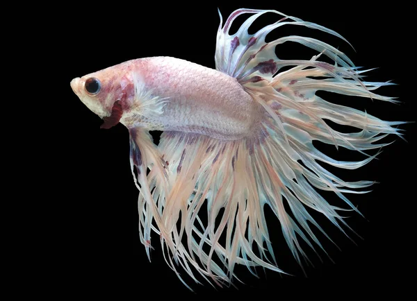 Beautiful Movement White Crowntail Betta Fish Fancy Halfmoon Betta Moving — Stock Photo, Image