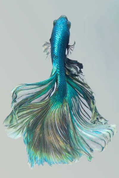 Прекрасний Рух Зеленої Риби Бетта Ритмічне Зблизька Сіамської Бойової Риби — стокове фото