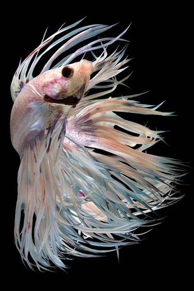 Beautiful Movement White Crowntail Betta Fish Fancy Halfmoon Betta Moving — Stock Photo, Image