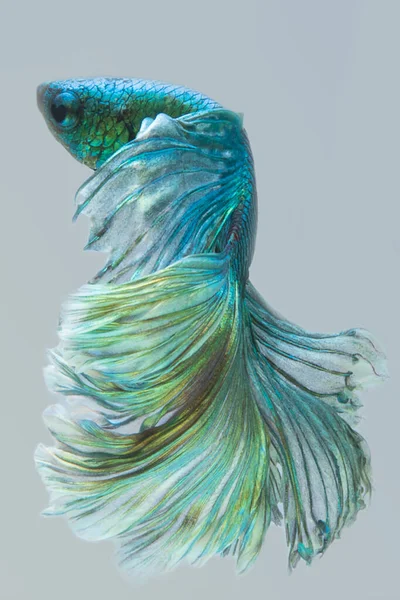 Прекрасний Рух Зеленої Риби Бетта Ритмічне Зблизька Сіамської Бойової Риби — стокове фото