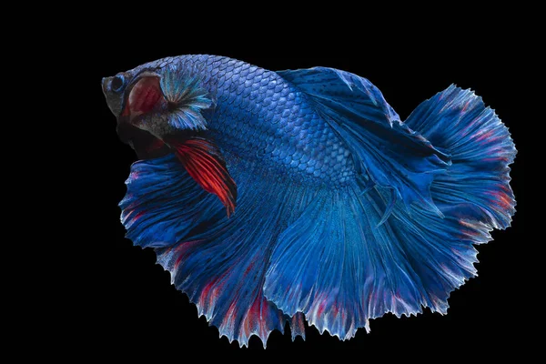 青い赤いベッタ魚の美しい動き シアメスの戦闘魚のリズミカルな閉じる Bettaの素晴らしさ 黒の背景に隔離されたタイの半月ベッタ — ストック写真