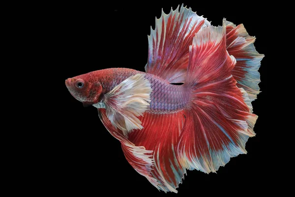 Close Vermelho Branco Betta Peixe Belo Peixe Combate Siamês Betta — Fotografia de Stock