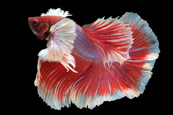 Hermoso Movimiento Peces Rojos Betta Primer Plano Rítmico Los Peces —  Fotos de Stock