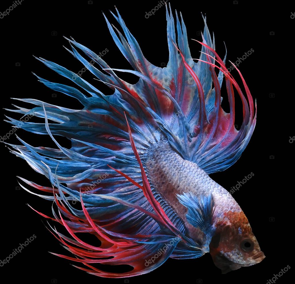 Beautiful Movement Of Blue Red Crowntail Betta Fish Fancy Halfmoon Betta The Moving Moment Beautiful Of Siamese Fighting Fish Betta Splendens Rhythmic Of Betta Fish Isolated On Black Background 446337662 Larastock