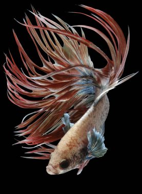 Mavi Crowntail betta balığının güzel hareketi, Fancy Halfmoon Betta, Siyam dövüşen balıklarının hareketli anı, Betta splendens, siyah arka planda izole edilmiş Beta balığının ritmi.