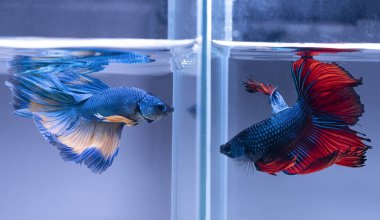 Akvaryumdaki güzel mavi ve kırmızı betta hareketi, Siyam dövüşen balığı, iki betta balığı dövüşüyor, Betta splendens, Yarım Ay Betta balığı.