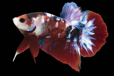 Renkli Beta balıklarına yakın çekim. Güzel Siyam dövüşçü balığı, Süslü Beta ihtişamı siyah arka planda izole edilmiş..