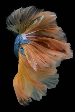 Sarı Beta balığının güzel hareketi, Ritmik dövüş balığı, Beta ihtişamı, Tayland 'ın yarım ay betta' sı siyah arka planda.