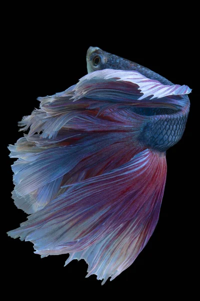 Прекрасний Рух Синьої Червоної Риби Бетта Сіамської Риби Бетта Пишноти — стокове фото