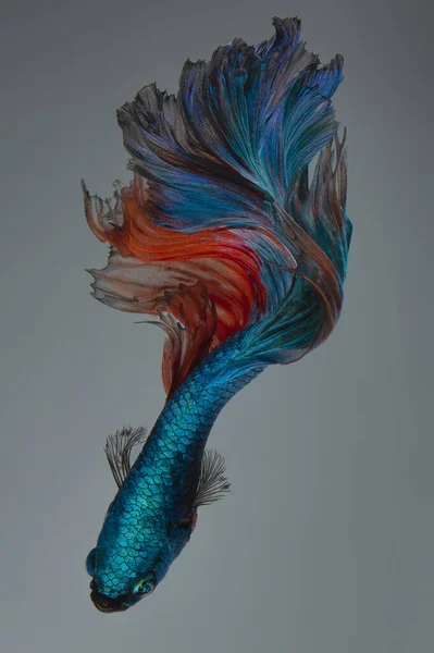 Прекрасний Рух Блакитної Червоної Риби Бетта Сіамської Риби Бета Пишноти — стокове фото