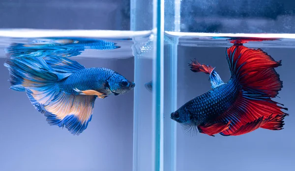Akvaryumdaki güzel mavi ve kırmızı betta hareketi, Siyam dövüşen balığı, iki betta balığı dövüşüyor, Betta splendens, Yarım Ay Betta balığı.