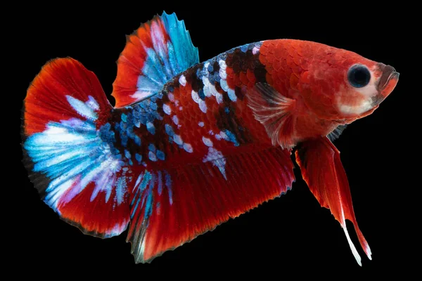 Крупным Планом Разноцветная Рыба Бетта Красивая Сиамская Боевая Рыба Причудливый — стоковое фото