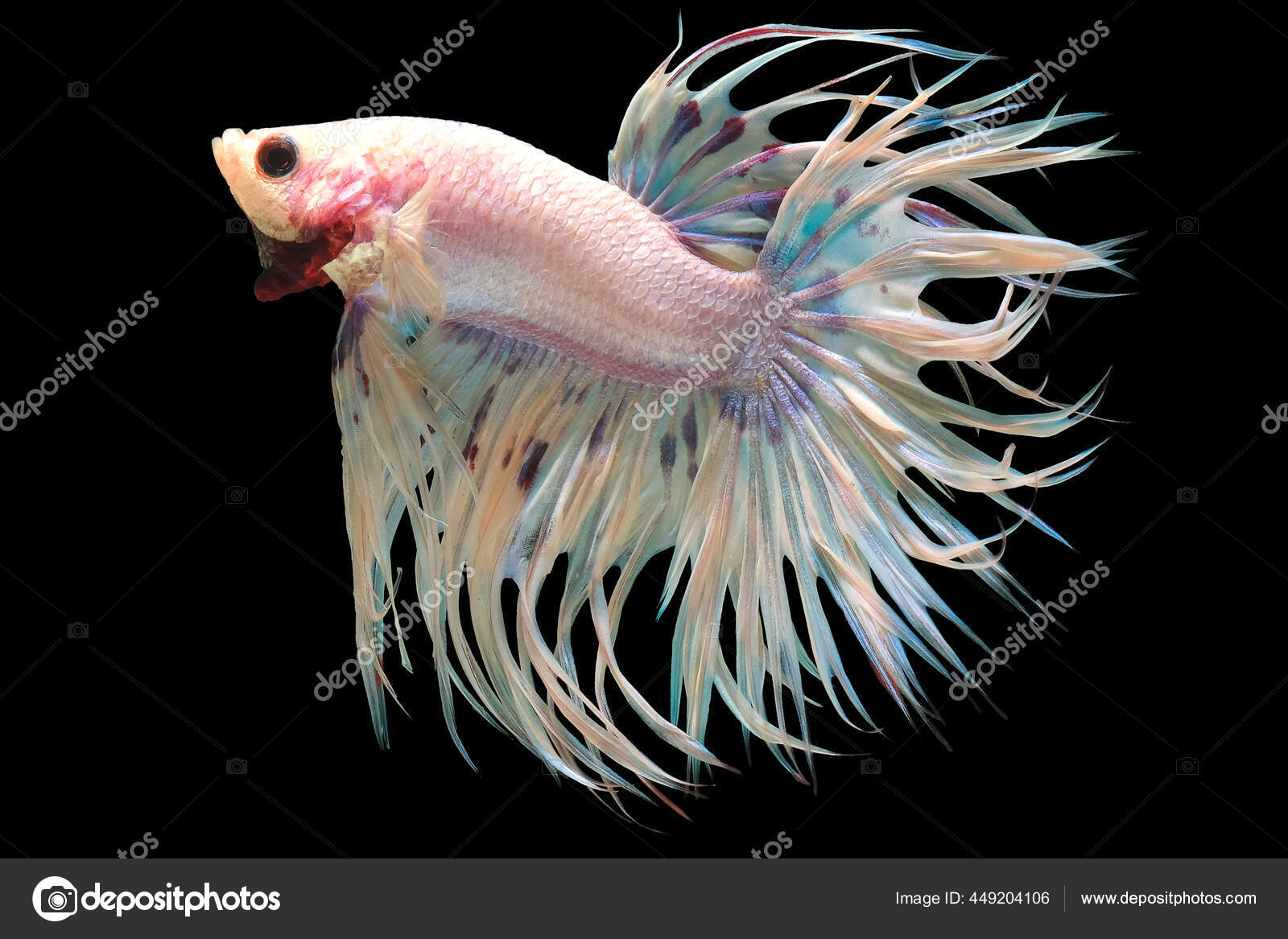 Female Betta Dumbo White Sorority | Tropicflow, image size:1600x1167