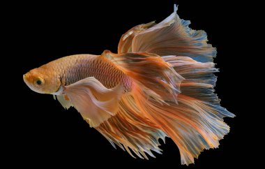 Sarı Beta balığının güzel hareketi, Siyam dövüşen balığı, Tayland 'ın Beta ihtişamı, siyah arka planda izole edilmiş..