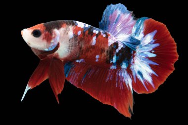 Renkli Beta balıklarına yakın çekim. Güzel Siyam dövüşçü balığı, Süslü Beta ihtişamı siyah arka planda izole edilmiş..