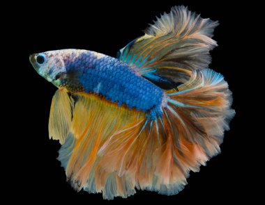 Sarı Beta balığının güzel hareketi, Ritmik dövüş balığı, Beta ihtişamı, Tayland 'ın yarım ay betta' sı siyah arka planda.