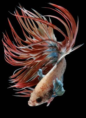 Mavi Crowntail betta balığının güzel hareketi, Fancy Halfmoon Betta, Siyam dövüşen balıklarının hareketli anı, Betta splendens, siyah arka planda izole edilmiş Beta balığının ritmi.