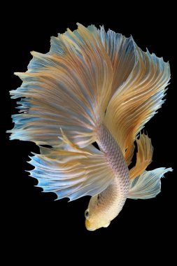 Sarı Beta balığının güzel hareketi, Siyam dövüşen balığı, Tayland 'ın Beta ihtişamı, siyah arka planda izole edilmiş..