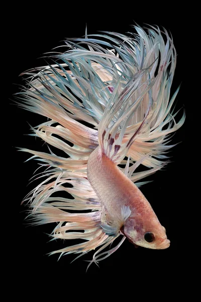 Beautiful Movement White Crowntail Betta Fish Fancy Halfmoon Betta Moving — Stock Photo, Image