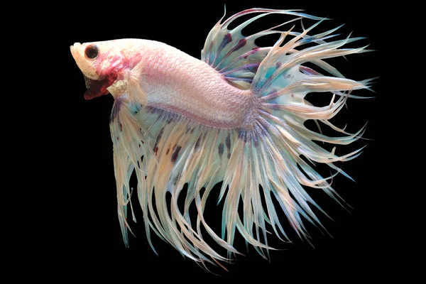 Beyaz Crowntail betta balığının güzel hareketi, Fancy Halfmoon Betta, Siyam dövüşen balıklarının hareketli anı, Betta splendens, siyah arka planda izole edilmiş Beta balığının ritmi.