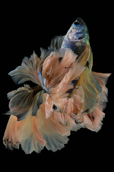 Όμορφη Κίνηση Του Κίτρινου Μπλε Betta Ψάρια Ρυθμική Κοντινό Πλάνο — Φωτογραφία Αρχείου