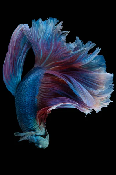 Movimento Bonito Azul Vermelho Betta Peixe Peixes Siameses Combate Betta — Fotografia de Stock