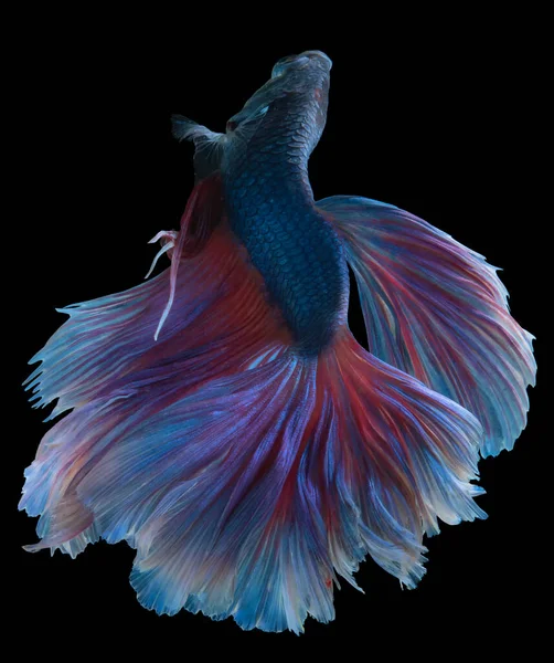 Прекрасний Рух Синьої Червоної Риби Бетта Сіамської Риби Бетта Пишноти — стокове фото
