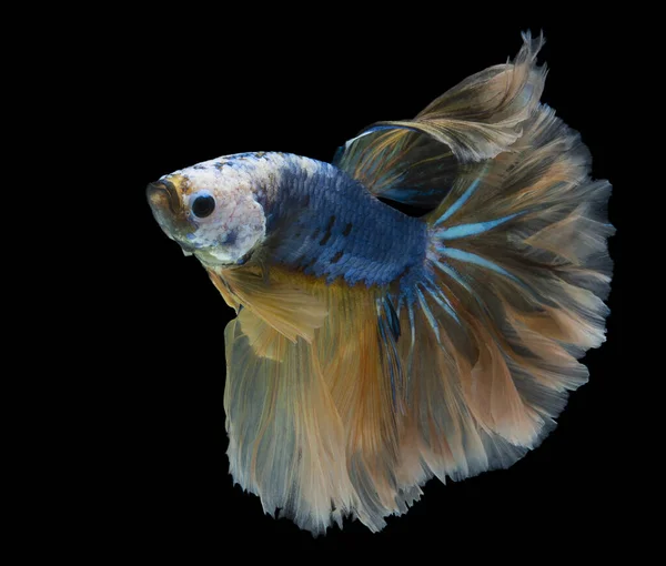 Schöne Bewegung Von Gelben Blauen Betta Fischen Rhythmische Nahaufnahme Von — Stockfoto