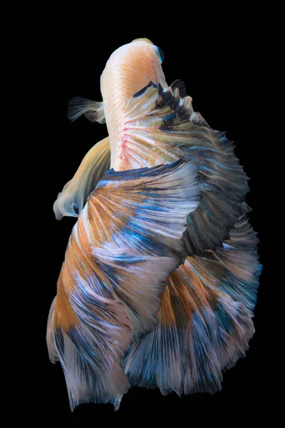 Vacker Rörelse Gul Betta Fisk Siamese Kämpar Fisk Betta Splendens — Stockfoto