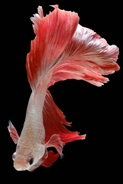 Närbild Röd Vit Betta Fisk Vackra Siamesiska Slåss Fisk Betta — Stockfoto