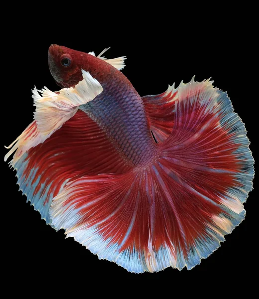 Close Red White Betta Fish Beautiful Siamese Fighting Fish Betta — Stock Photo, Image