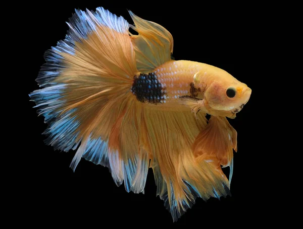 Beau Mouvement Poissons Betta Jaunes Poissons Combat Siamois Betta Splendens — Photo