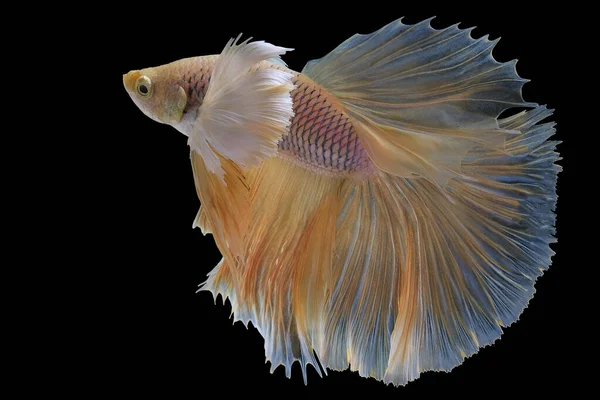 Beautiful Movement Yellow Betta Fish Siamese Fighting Fish Betta Splendens — Stock Photo, Image