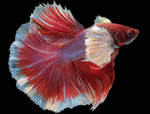 Close Vermelho Branco Betta Peixe Belo Peixe Combate Siamês Betta — Fotografia de Stock