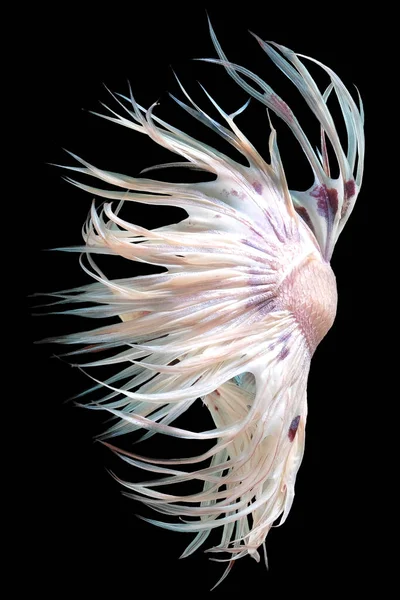 Beautiful Movement White Crowntail Betta Fish Fancy Halfmoon Betta Moving — Stock Photo, Image