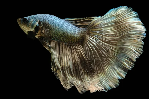 Schöne Bewegung Von Grünen Betta Fischen Siamesischen Kampffischen Betta Splendens — Stockfoto