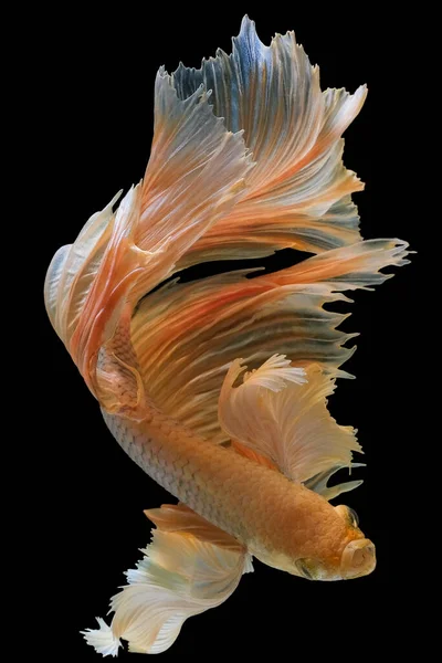 Belo Movimento Peixes Betta Amarelos Peixes Combate Siameses Betta Splendens — Fotografia de Stock