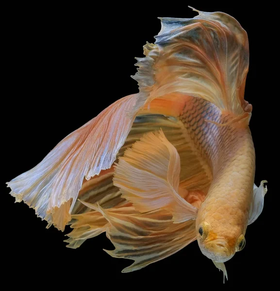 Beautiful Movement Yellow Betta Fish Siamese Fighting Fish Betta Splendens — Stock Photo, Image