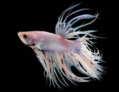 Beyaz Crowntail betta balığının güzel hareketi, Fancy Halfmoon Betta, Siyam dövüşen balıklarının hareketli anı, Betta splendens, siyah arka planda izole edilmiş Beta balığının ritmi.