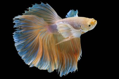 Sarı betta balığının güzel hareketi, Siyam dövüşen balığı, siyah arka planda izole edilmiş Beta görkemi, stüdyo çekimi.