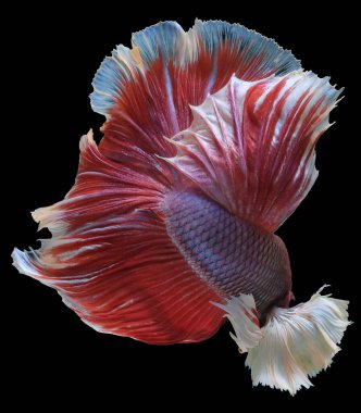 Kırmızı beyaz beta balığına yaklaş. Güzel Siyam dövüş balığı, Betta ihtişamı siyah arka planda izole edilmiş, stüdyo çekimi..