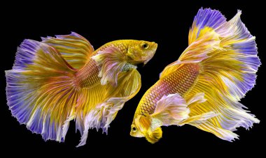 İki altın betta balığının güzel hareketi, sarı Siyam dövüşçü balığı, siyah arka planda izole edilmiş Beta ihtişamı, Stüdyo çekimi.