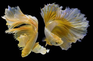 İki altın betta balığının güzel hareketi, sarı Siyam dövüşçü balığı, siyah arka planda izole edilmiş Beta ihtişamı, Stüdyo çekimi.