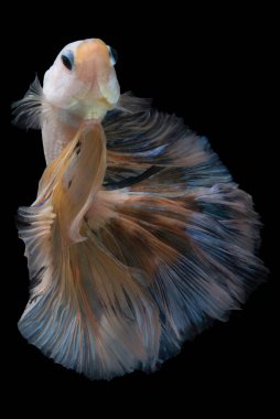 Sarı Beta balığının güzel hareketi, Siyam dövüşen balığının renkli şeffaf kuyruğu, siyah arka planda izole edilmiş Beta görkemi..