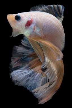 Sarı Beta balığının güzel hareketi, Siyam dövüşen balığının renkli şeffaf kuyruğu, siyah arka planda izole edilmiş Beta görkemi..