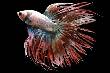 Kırmızı Crowntail Betta balığının güzel hareketi, Süslü Yarım Ay Betası, Siyam Dövüşen Balığının hareketli anı, Betta görkemi, Siyah arka planda izole edilmiş Beta balığının ritmi.