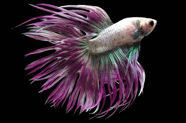 Pembe Crowntail Betta balığının güzel hareketi, Süslü Yarım Ay Betası, Siyam Savaşçı Balığının hareketli anı, Betta ihtişamları, Siyah arka planda izole edilmiş Beta balığının ritmi.