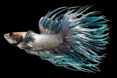 Pastel Crowntail betta balığının güzel hareketi, Fancy Halfmoon Betta, Siyam dövüşen balıklarının hareketli anı, Betta splendens, siyah arka planda izole edilmiş Beta balığının ritmi.