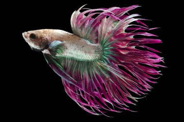 Mavi Crowntail betta balığının güzel hareketi, Fancy Halfmoon Betta, Siyam dövüşen balıklarının hareketli anı, Betta splendens, siyah arka planda izole edilmiş Beta balığının ritmi.