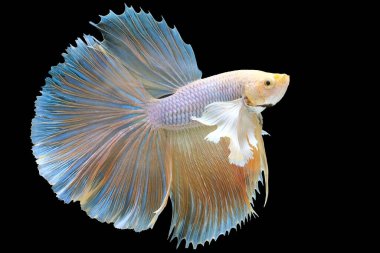 Sarı betta balığının güzel hareketi, Siyam dövüşen balığı, siyah arka planda izole edilmiş Beta görkemi, stüdyo çekimi.